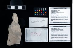 Foto (Objekt + Etikett) von Galatheites zitteli (Moericke, 1889)  (NHMW-GEO-2014-0194-0593)